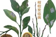 10種嚴重柑橘病蟲害_10月中旬柑桔病蟲害打什么藥