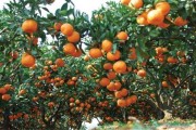 柑橘種植新技術(shù)有哪些優(yōu)勢(shì)_四會(huì)柑種植管理技術(shù)