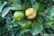 饒平柑橘的病蟲(chóng)害預(yù)防_柚子的主要產(chǎn)區(qū)在哪兒