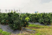 四川柑橘創新種植技術指導_柑橘產業如何可持續發展