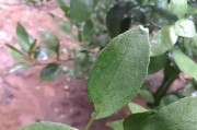柑橘常見病蟲害用藥_柑橘樹卷葉用什么藥好