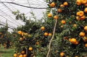 日本柑橘種植管理技術_椪柑最高產量是哪個國家