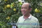 龍巖柑橘種植技術_今年水果價格上漲的原因是什么