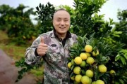 柑橘種植管理技術重慶_重慶的主要農業類型