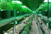 沃柑栽培技術修剪要點全解析：科學剪枝方法與豐產管理指南