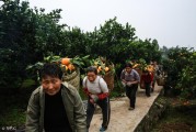 冬季柑橘病蟲害的防治_柑橘樹冬季怎樣使用調節劑春天不開花