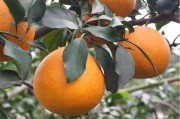 愛媛38號雜柑株產_愛媛58號和由良蜜桔哪個好