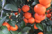 柑橘種植技術全過程_柑橘謝花80