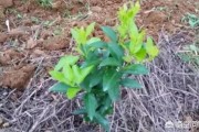 云南不知火柑橘苗種植技術(shù)_春桔的產(chǎn)地是哪里