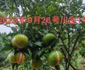 贛南臍橙好吃還是果凍橙子好吃（橙子和贛南臍橙區別）