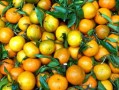 東方紅柑橘種植技術視頻播放（東方紅是柑子還是桔子）