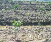 2千畝小柑橘種植技術_柑橘幼苗如何快速壯桿