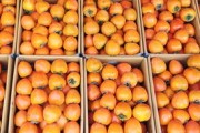 全國各產區柑橘上市時間表詳解：季節指南與選購技巧全解析