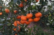 柑橘種植前景技術_四川南充要種植300萬畝晚熟柑橘