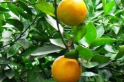 哪里產(chǎn)地砂糖橘子好吃甜（哪里產(chǎn)的砂糖橘好吃）