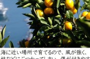 愛媛50柑橘介紹_柑橘施什么肥可以增加甜度