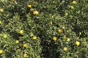 新會柑柑橘種植技術(shù)_廣東新會柑樹修剪技術(shù)