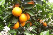小瓢蟲柑橘種植技術(shù)_如何管理能增加冰糖橙的甜度