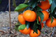 柑橘興津種植技術(shù)_最耐寒橙子品種