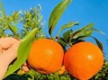四川省眉山市洪雅縣耙耙柑：生態種植的甜蜜饋贈，果香四溢的自然之選