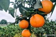 最新柑橘種植技術(shù)書籍_柑橘一百畝種多少棵