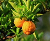 解析存在柑橘類果實(shí)苦味成分什么：關(guān)鍵化合物及其來(lái)源探究