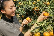 浙江柑橘的病蟲(chóng)害有哪些_愛(ài)媛28柑橘在廣西種植前景怎么樣