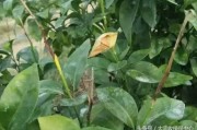 柑橘病蟲害用什么農藥_敵敵畏殺柑橘樹什么蟲