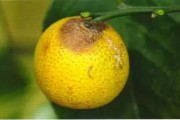 柑橘主要病蟲害及圖譜6_苯甲丙環(huán)唑在柑橘上的應(yīng)用