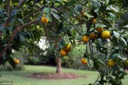 柑橘露地種植技術_用于臍橙種植的防蟲網有哪些推薦