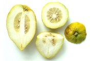 酸柑橘種植技術(shù)_什么水果可以刷酸