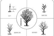 柑橘種植技術(shù)創(chuàng)新人才團(tuán)隊(duì)_怎么對(duì)現(xiàn)有的柑橘樹(shù)