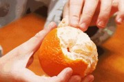 四川黃美人柑橘苗種植基地_資陽市哪個區有丑美人柑橘苗 四川黃美人柑橘苗種植基地_資陽市哪個區有丑美人柑橘苗
