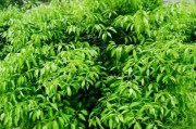 柑橘種植技術(shù)什么書好_川津五號柑橘樹苗哪里有賣