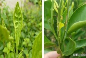 柑橘樹葉片常見病蟲害_柑橘葉子灰色無光澤白點(diǎn)是什么病害
