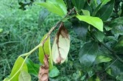 柑橘每月病蟲害防治技術(shù)_柑橘油斑病如何防治