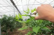 柑橘不抹夏梢種植技術_促果控梢是啥意思