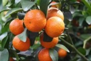柑橘種植技術及投資價值_大芬4號柑橘栽培技術