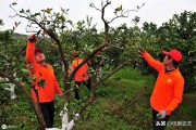 柑橘嫁接的種植技術_柑橘靠接技術
