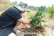 柑橘樹主桿型種植技術_皂角樹的種植前景究竟如何