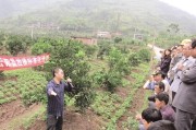 四川種植柑橘技術(shù)員_在農(nóng)村種植水果怎么正規(guī)化