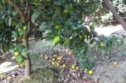 柑橘4月底病蟲害防治技術_10月份柑橘落果嚴重