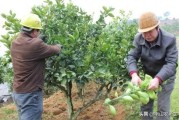 柑橘修剪種植技術_柑橘樹徒長枝怎樣修剪