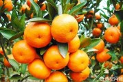 柑橘采摘園種植技術(shù)_如何爭(zhēng)取到好的價(jià)錢