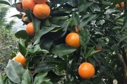 愛莎柑橘簡介_愛莎沙糖桔和金秋沙糖桔的區別