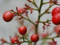 柑果核果漿果瓠果屬什么植物？植物學分類解析