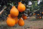 精品柑橘種植的技術優點_繼砂糖桔之后的晚熟柑橘