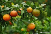 柑橘樹用什么藥防病蟲害好_苯醚甲環唑能治柑橘潰瘍病嗎