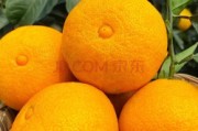 愛媛柑橘的品種介紹(愛媛柑橘各個品種比較圖)