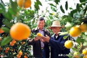 柑橘全年病蟲害防治時間_柑桔霜霉疫病怎么辦 柑橘全年病蟲害防治時間_柑桔霜霉疫病怎么辦